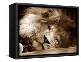 Lion Sleeping at Whipsnade Zoo Asleep One Eye Open, March 1959-null-Framed Stretched Canvas