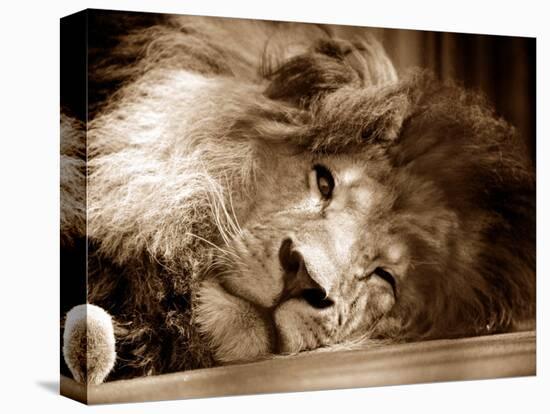 Lion Sleeping at Whipsnade Zoo Asleep One Eye Open, March 1959-null-Stretched Canvas