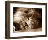 Lion Sleeping at Whipsnade Zoo Asleep One Eye Open, March 1959-null-Framed Photographic Print