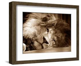 Lion Sleeping at Whipsnade Zoo Asleep One Eye Open, March 1959-null-Framed Photographic Print