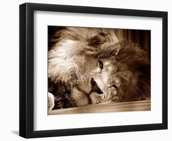 Lion Sleeping at Whipsnade Zoo Asleep One Eye Open, March 1959-null-Framed Photographic Print