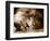 Lion Sleeping at Whipsnade Zoo Asleep One Eye Open, March 1959-null-Framed Photographic Print