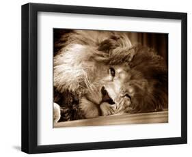 Lion Sleeping at Whipsnade Zoo Asleep One Eye Open, March 1959-null-Framed Photographic Print