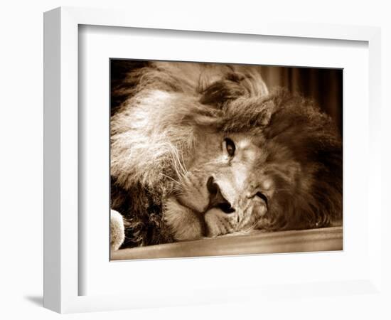 Lion Sleeping at Whipsnade Zoo Asleep One Eye Open, March 1959-null-Framed Photographic Print