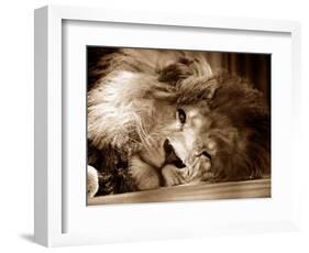 Lion Sleeping at Whipsnade Zoo Asleep One Eye Open, March 1959-null-Framed Photographic Print