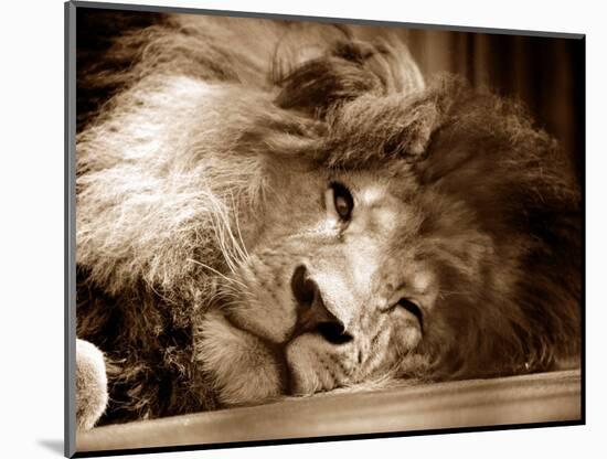 Lion Sleeping at Whipsnade Zoo Asleep One Eye Open, March 1959-null-Mounted Photographic Print