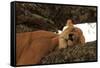 Lion Sleeping in Tree-AndamanSE-Framed Stretched Canvas