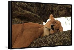 Lion Sleeping in Tree-AndamanSE-Framed Stretched Canvas