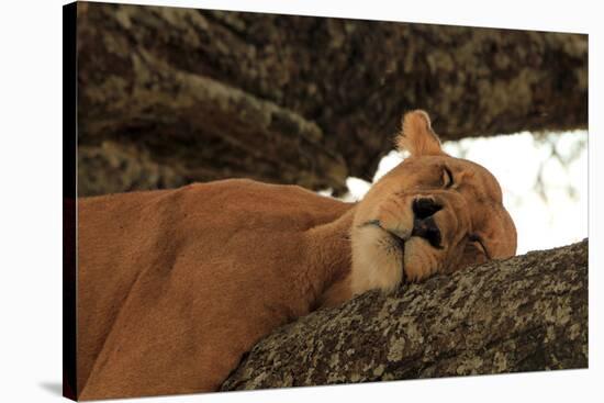 Lion Sleeping in Tree-AndamanSE-Stretched Canvas