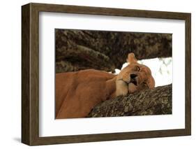 Lion Sleeping in Tree-AndamanSE-Framed Photographic Print