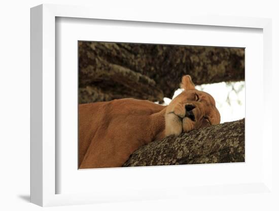 Lion Sleeping in Tree-AndamanSE-Framed Photographic Print