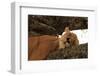 Lion Sleeping in Tree-AndamanSE-Framed Photographic Print