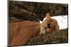 Lion Sleeping in Tree-AndamanSE-Mounted Photographic Print