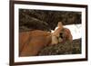 Lion Sleeping in Tree-AndamanSE-Framed Photographic Print