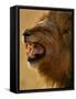 Lion Snarling, Mombo Area, Chief's Island, Okavango Delta, Botswana-Pete Oxford-Framed Stretched Canvas