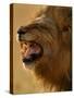 Lion Snarling, Mombo Area, Chief's Island, Okavango Delta, Botswana-Pete Oxford-Stretched Canvas