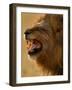 Lion Snarling, Mombo Area, Chief's Island, Okavango Delta, Botswana-Pete Oxford-Framed Photographic Print