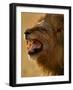 Lion Snarling, Mombo Area, Chief's Island, Okavango Delta, Botswana-Pete Oxford-Framed Photographic Print