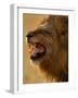 Lion Snarling, Mombo Area, Chief's Island, Okavango Delta, Botswana-Pete Oxford-Framed Photographic Print