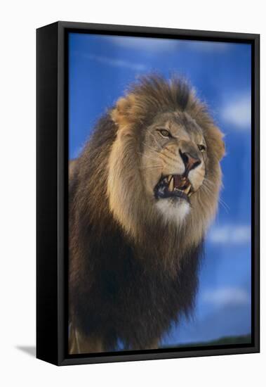 Lion Snarling-DLILLC-Framed Stretched Canvas