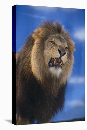 Lion Snarling-DLILLC-Stretched Canvas