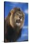 Lion Snarling-DLILLC-Stretched Canvas