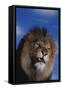 Lion Snarling-DLILLC-Framed Stretched Canvas