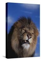 Lion Snarling-DLILLC-Stretched Canvas