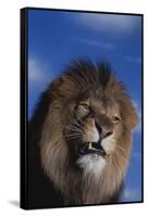 Lion Snarling-DLILLC-Framed Stretched Canvas