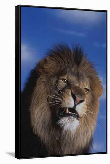 Lion Snarling-DLILLC-Framed Stretched Canvas