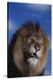 Lion Snarling-DLILLC-Stretched Canvas