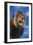 Lion Snarling-DLILLC-Framed Photographic Print