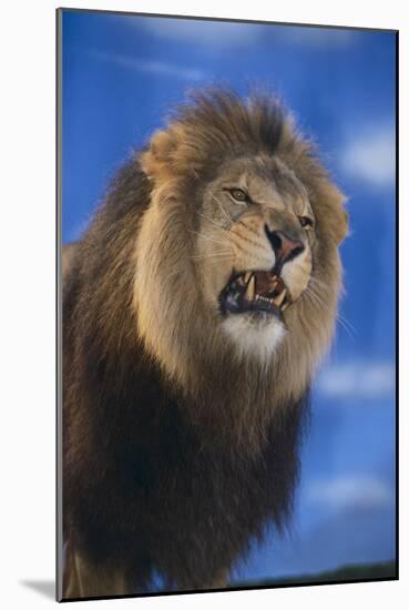 Lion Snarling-DLILLC-Mounted Photographic Print