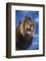 Lion Snarling-DLILLC-Framed Photographic Print