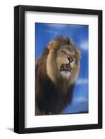 Lion Snarling-DLILLC-Framed Photographic Print