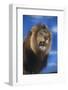 Lion Snarling-DLILLC-Framed Photographic Print