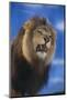 Lion Snarling-DLILLC-Mounted Photographic Print