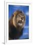 Lion Snarling-DLILLC-Framed Photographic Print