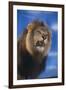 Lion Snarling-DLILLC-Framed Photographic Print