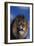 Lion Snarling-DLILLC-Framed Photographic Print