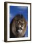 Lion Snarling-DLILLC-Framed Photographic Print