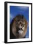 Lion Snarling-DLILLC-Framed Photographic Print