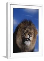 Lion Snarling-DLILLC-Framed Photographic Print