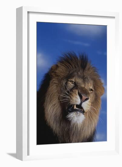 Lion Snarling-DLILLC-Framed Photographic Print