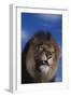 Lion Snarling-DLILLC-Framed Photographic Print