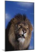 Lion Snarling-DLILLC-Mounted Photographic Print