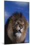 Lion Snarling-DLILLC-Mounted Photographic Print