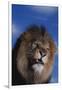 Lion Snarling-DLILLC-Framed Photographic Print