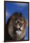 Lion Snarling-DLILLC-Framed Photographic Print