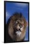 Lion Snarling-DLILLC-Framed Photographic Print